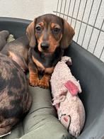 Kaninchen teckel pup’s te koop, Kaninchen, Rabiës (hondsdolheid), 8 tot 15 weken, Korthaar