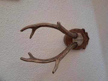 Hertengeweitje met natuurlijke schedel op schild beschikbaar voor biedingen