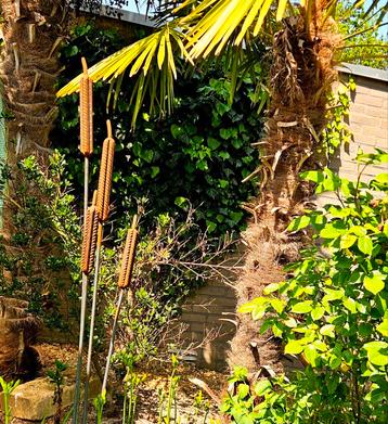 Stalen Rietsigaren – Tuinkunst met een natuurlijk accent beschikbaar voor biedingen