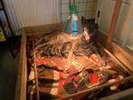 Mechelse Herder pups te koop uit bewezen Bloedlijn KNPV, 8 tot 15 weken, CDV (hondenziekte), Meerdere, Meerdere dieren