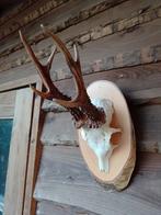 Fors gewei reebok ree schedel 6 ender landelijk stangen, Ophalen of Verzenden, Gebruikt, Hert, Schedel