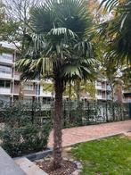 2 palmbomen te koop, Ophalen, Halfschaduw, Lente, 250 tot 400 cm