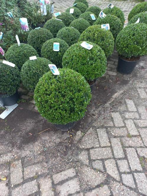 Japanse hulst bolvorm, ilex , buxusvervanger, Tuin en Terras, Planten | Struiken en Hagen, Hulst, Ophalen