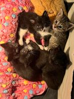 kittens zoeken forever home, Meerdere dieren