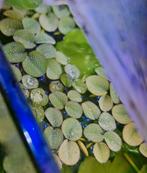 Portie drijfplanten plantjes - aquarium - Salvinia natans, Dieren en Toebehoren, Vissen | Aquaria en Toebehoren, Ophalen, Nieuw