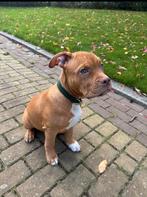 Bully XL puppy (teefje), Dieren en Toebehoren, Rabiës (hondsdolheid), 15 weken tot 1 jaar, Teef, Bulldog