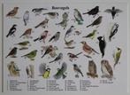 Bosvogels o.a. spechten, vinken, uilen, vogels herkennen, Ophalen of Verzenden, 1980 tot heden, Ongelopen, Vogel