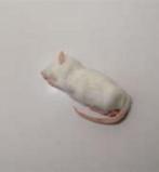 voordelig diepvries muizen en ratten bij csreptiles venlo, 0 tot 2 jaar