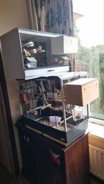2 x koppel Forpussen incl de kooien beschikbaar voor biedingen