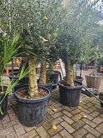Olijfbomen diverse maten VANAF 90 gratis bezorgd in/om H'sum, Ophalen of Verzenden, Volle zon, Olijfboom, 100 tot 250 cm