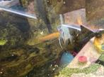 5 maanvissen, Dieren en Toebehoren, Vissen | Aquariumvissen, Vis, Zoetwatervis, Schoolvis