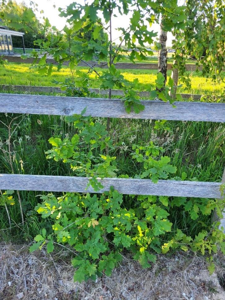 Kleine eikenboom, stekjes, boompjes Eik, van 40 cm tot 1,5m, Tuin en Terras, Planten | Bomen, Overige soorten, Minder dan 100 cm