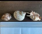 3 mooie schelpen: Zeeschelp-Cypraea tigris-Spinschelp (KWF), Ophalen of Verzenden, Mineraal