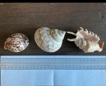 3 mooie schelpen: Zeeschelp-Cypraea tigris-Spinschelp (KWF) beschikbaar voor biedingen