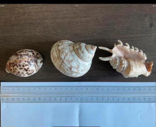 3 mooie schelpen: Zeeschelp-Cypraea tigris-Spinschelp (KWF), Verzamelen, Mineralen en Fossielen, Mineraal, Ophalen of Verzenden