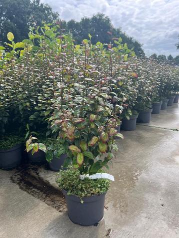 Parottia Persica Persian Spire beschikbaar voor biedingen