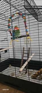 Agapornis te koop – jonge vogel met toebehoren, Dieren en Toebehoren, Ophalen of Verzenden, Zo goed als nieuw, Metaal, Vogelkooi