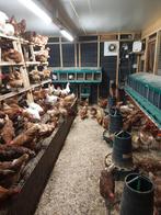 Legkippen, leghennen, Vrouwelijk, Kip