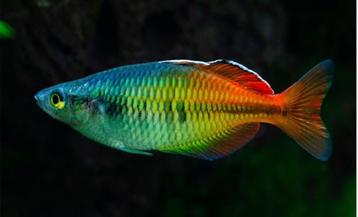Nieuw binnen!!! Melanotaenia boesemani, mannen op kleur!!! beschikbaar voor biedingen