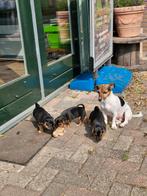 Hele mooie jack russel pups, Dieren en Toebehoren, Honden | Jack Russells en Terriërs, Jack Russell Terriër, 8 tot 15 weken, Meerdere