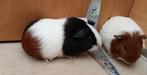 Cavia's, Dieren en Toebehoren, Knaagdieren, Na 1 juli 2024