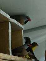 Mooi overjarig koppel spitsstaart amadines, Dieren en Toebehoren, Vogels | Overige Vogels, Meerdere dieren