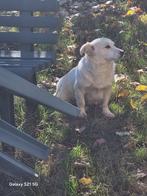 ZACHTAARDIG RUSTIG TEEFJE RITA, ZOEKT LIEF RUSTIG BAASJE, Particulier, Rabiës (hondsdolheid), Buitenland, Teef