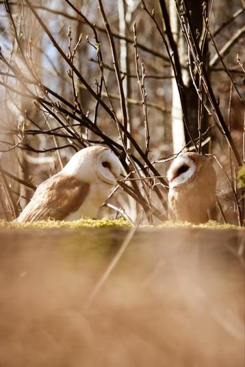 Fotosessie met 2 kerkuilen (NL & ENG) – Tijnje, €20 p.p. beschikbaar voor biedingen
