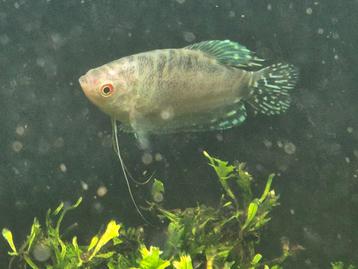 Platinum goerami man  beschikbaar voor biedingen