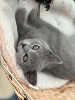 Britse Korthaar Kittens /gevaccineerd! Mogen per direct weg!, Dieren en Toebehoren, Katten en Kittens | Raskatten | Korthaar, Ontwormd