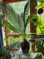 Cycas revoluta, cycadepalm. Zeer mooie, grote gezonde plant!, Ophalen, 100 tot 150 cm, Palm, Halfschaduw