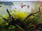 Jonge guppen te koop, Dieren en Toebehoren, Vis, Zoetwatervis, Schoolvis