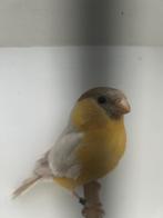 Noorse Goudvink, Mannelijk, Wildzangvogel, Geringd