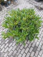 Rhododendron xxl, Ophalen, Zomer, Overige soorten, Halfschaduw