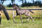 Jaarling lusitano merrie.  Zwart., Merrie, Minder dan 160 cm, Gechipt, Niet van toepassing