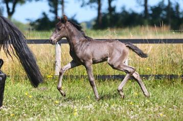 Jaarling lusitano merrie.  Zwart.  beschikbaar voor biedingen