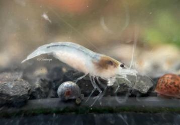 White pearl garnalen | Neocaridina doorzichtig beschikbaar voor biedingen