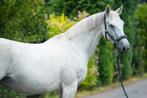 11 jarige merrie: springgefokt Napels x Concorde, Dieren en Toebehoren, Merrie, Springpaard, B, Gechipt