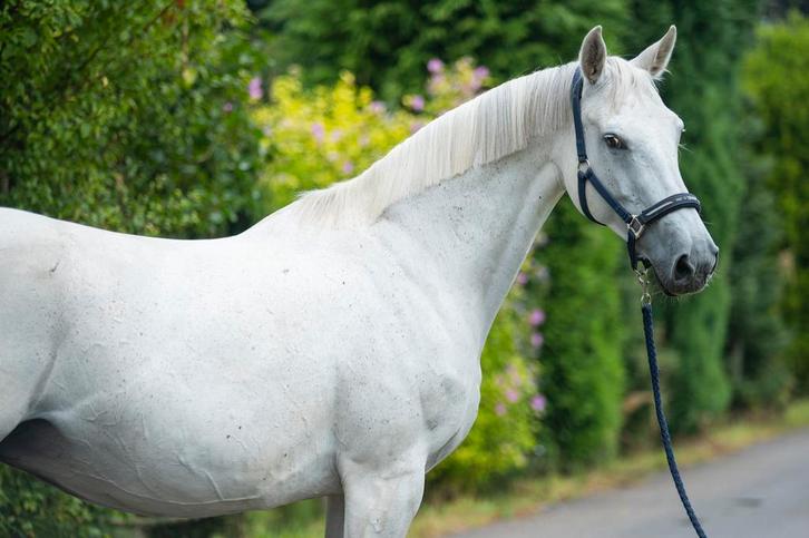 *in prijs verlaagd* 11 jarige springmerrie, Dieren en Toebehoren, Paarden, Merrie, B, 165 tot 170 cm, 11 jaar of ouder, Springpaard