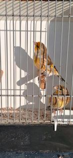 Putter x Kanarie man en pop, Meerdere dieren, Wildzangvogel