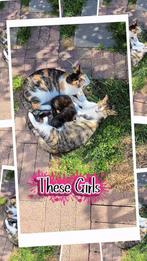 Kittens van ongeveer 8-12 weken, Dieren en Toebehoren, Katten en Kittens | Overige Katten