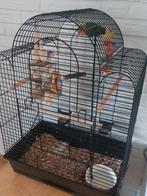 Te koop    2 dwerpapegaaien, Dieren en Toebehoren, Meerdere dieren, Parkiet