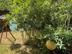 Vlinderstruik paars bloeiend, Tuin en Terras, Planten | Bomen, Ophalen, Halfschaduw, Overige soorten, 100 tot 250 cm