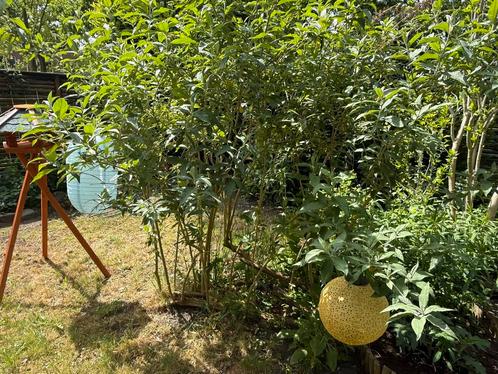 Vlinderstruik paars bloeiend, Tuin en Terras, Planten | Bomen, Overige soorten, 100 tot 250 cm, Halfschaduw, Zomer, Ophalen