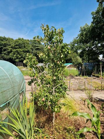 Perenboom Conference (met goede oogst) beschikbaar voor biedingen