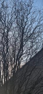 Grote, verse paastakken, Ophalen of Verzenden