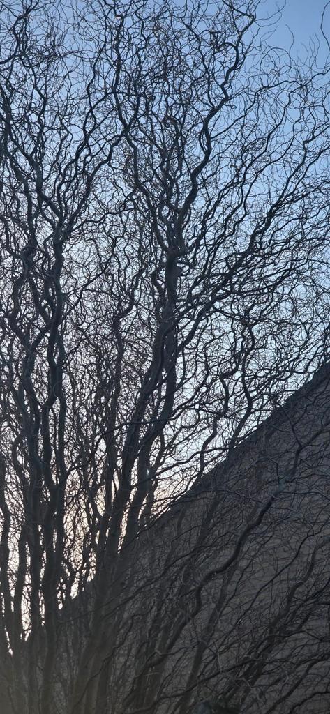 Grote, verse paastakken, Diversen, Pasen, Ophalen of Verzenden