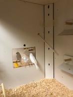 Witte poppen en koppel Geelmozaiek, Meerdere dieren, Kleurkanarie