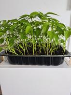 Bio Fide Fidan Biber sivri KOMKOMMER Paprika Courget Tomaat, Tuin en Terras, Planten | Tuinplanten, Zomer, Ophalen of Verzenden