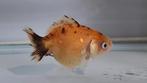 Yuanbao tricolor fancy goldfish parelmoer, Dieren en Toebehoren, Vissen | Aquariumvissen